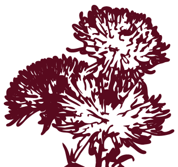 chrysanthemum1